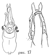 рис. 17